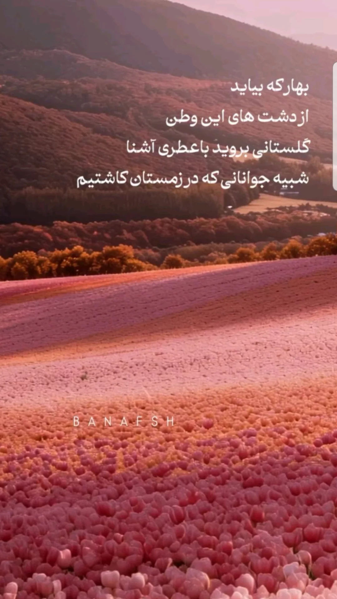  جدید ترین استوری اینستاگرام نرگس فولادوند