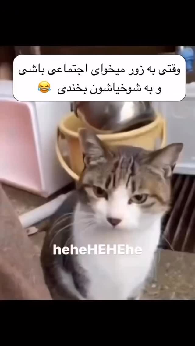  جدید ترین استوری اینستاگرام ناصر محمدی