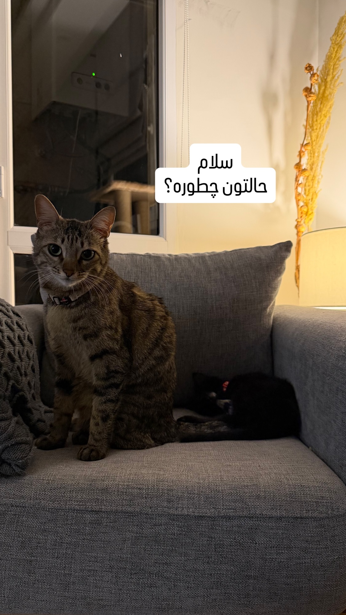  جدید ترین استوری اینستاگرام نواب ابراهیمی
