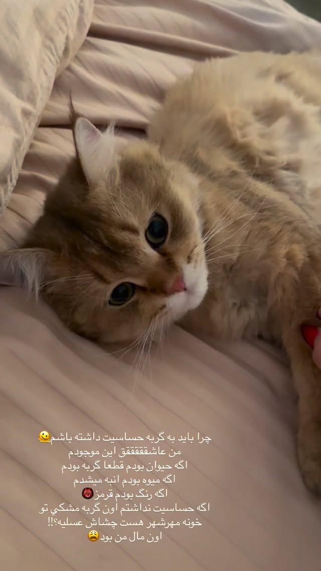  جدید ترین استوری اینستاگرام نازنین بهبودی