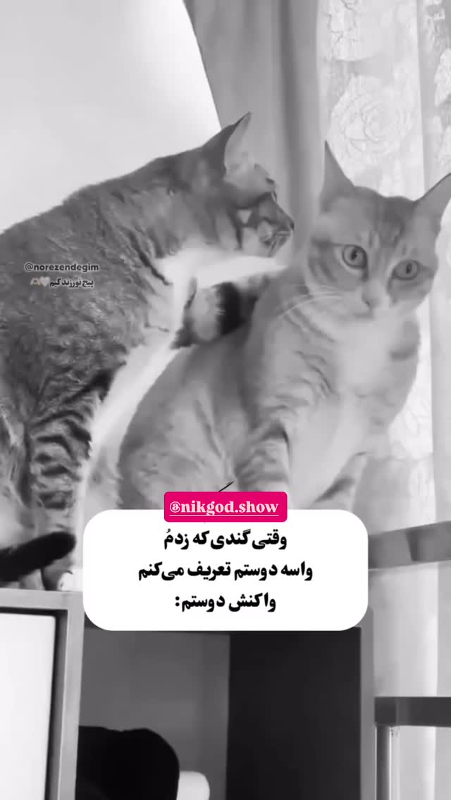  جدید ترین استوری اینستاگرام نیکگاد