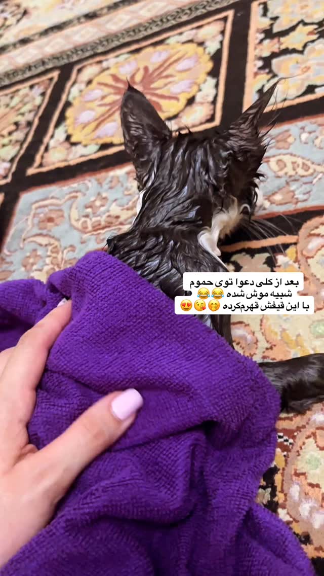  جدید ترین استوری اینستاگرام نیلوفر دهقان