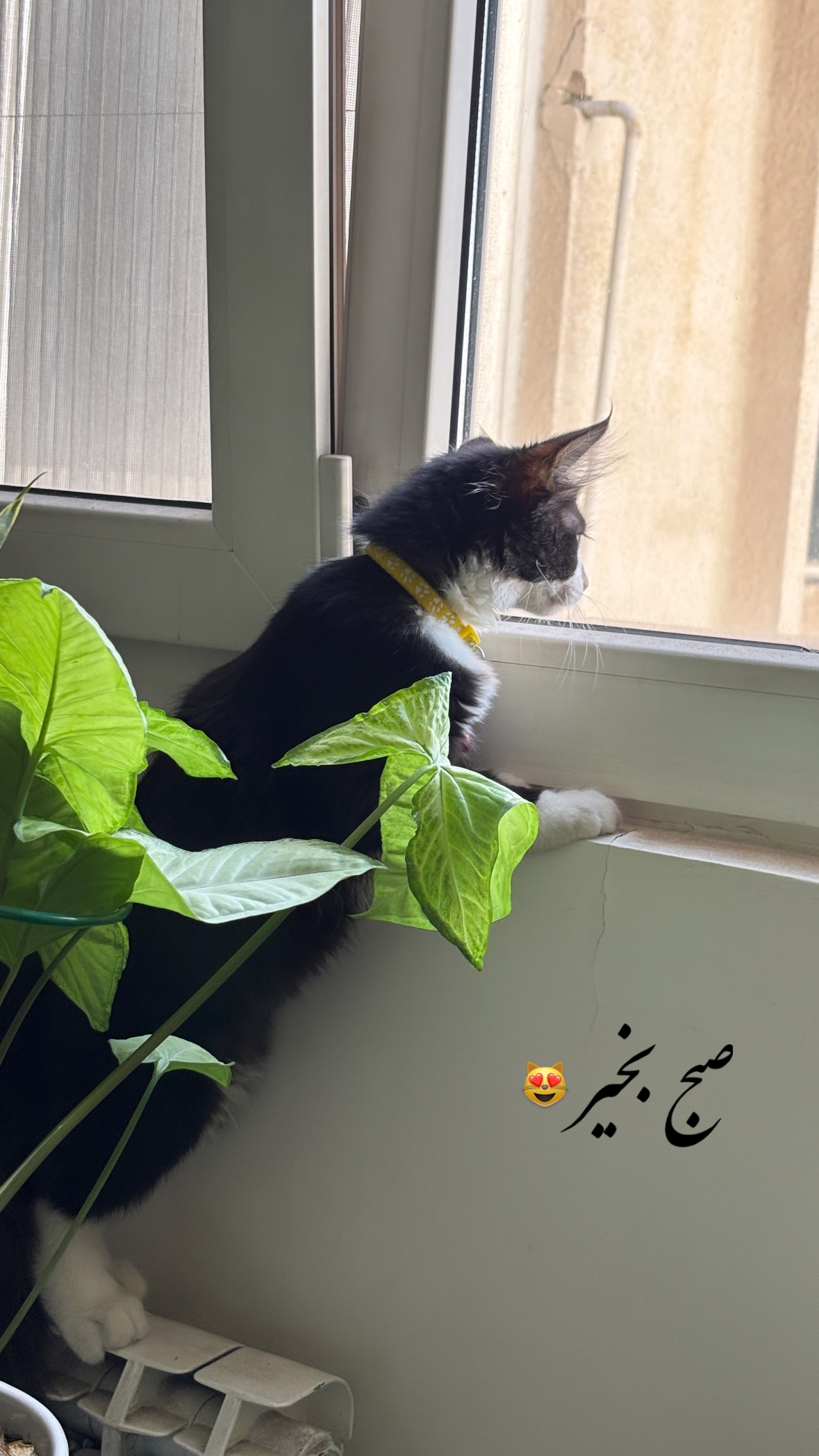  جدید ترین استوری اینستاگرام نیلوفر دهقان