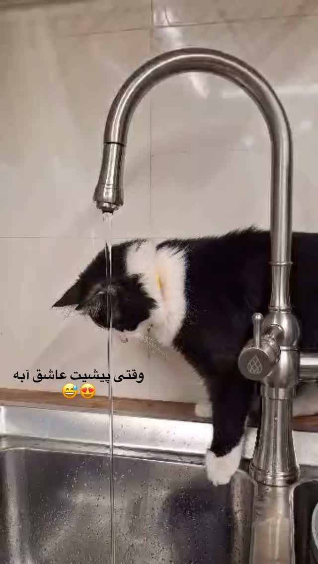  جدید ترین استوری اینستاگرام نیلوفر دهقان