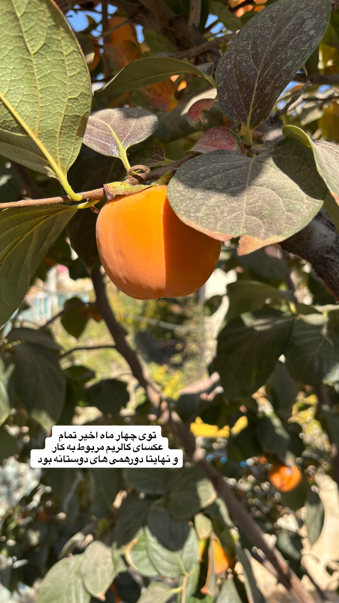  جدید ترین استوری اینستاگرام نیلوفر دهقان