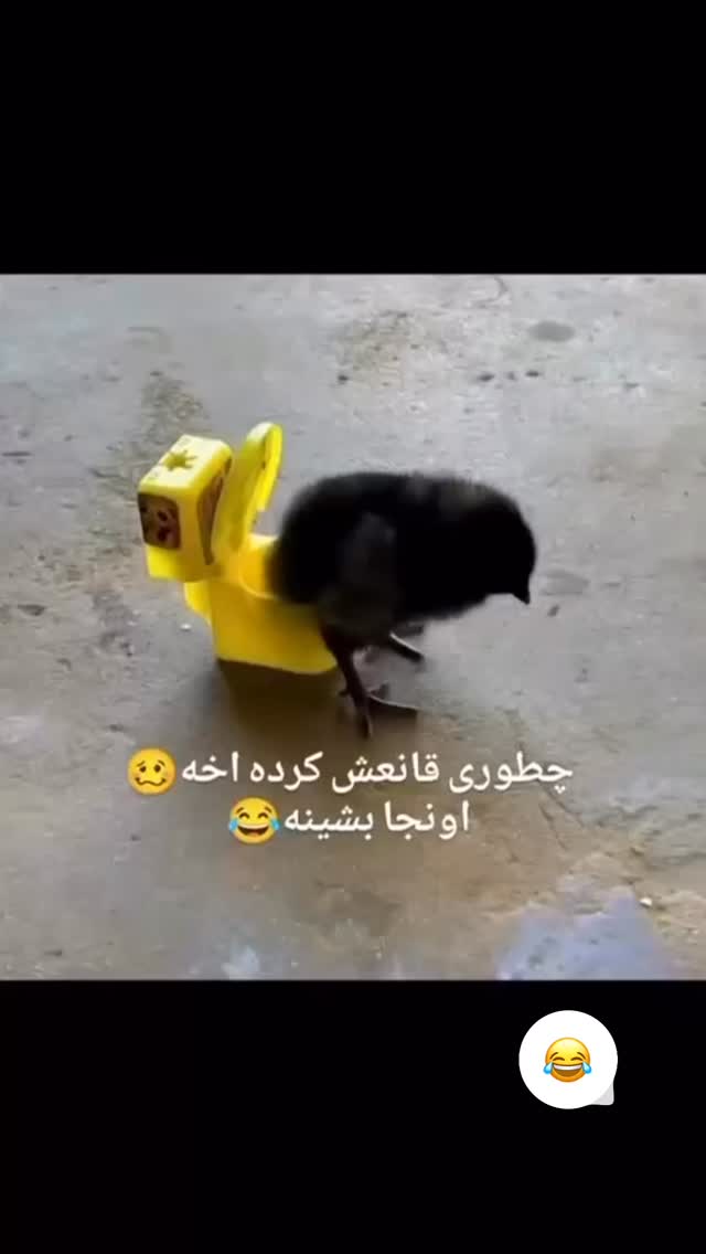  جدید ترین استوری اینستاگرام نیلوفر امینی فر
