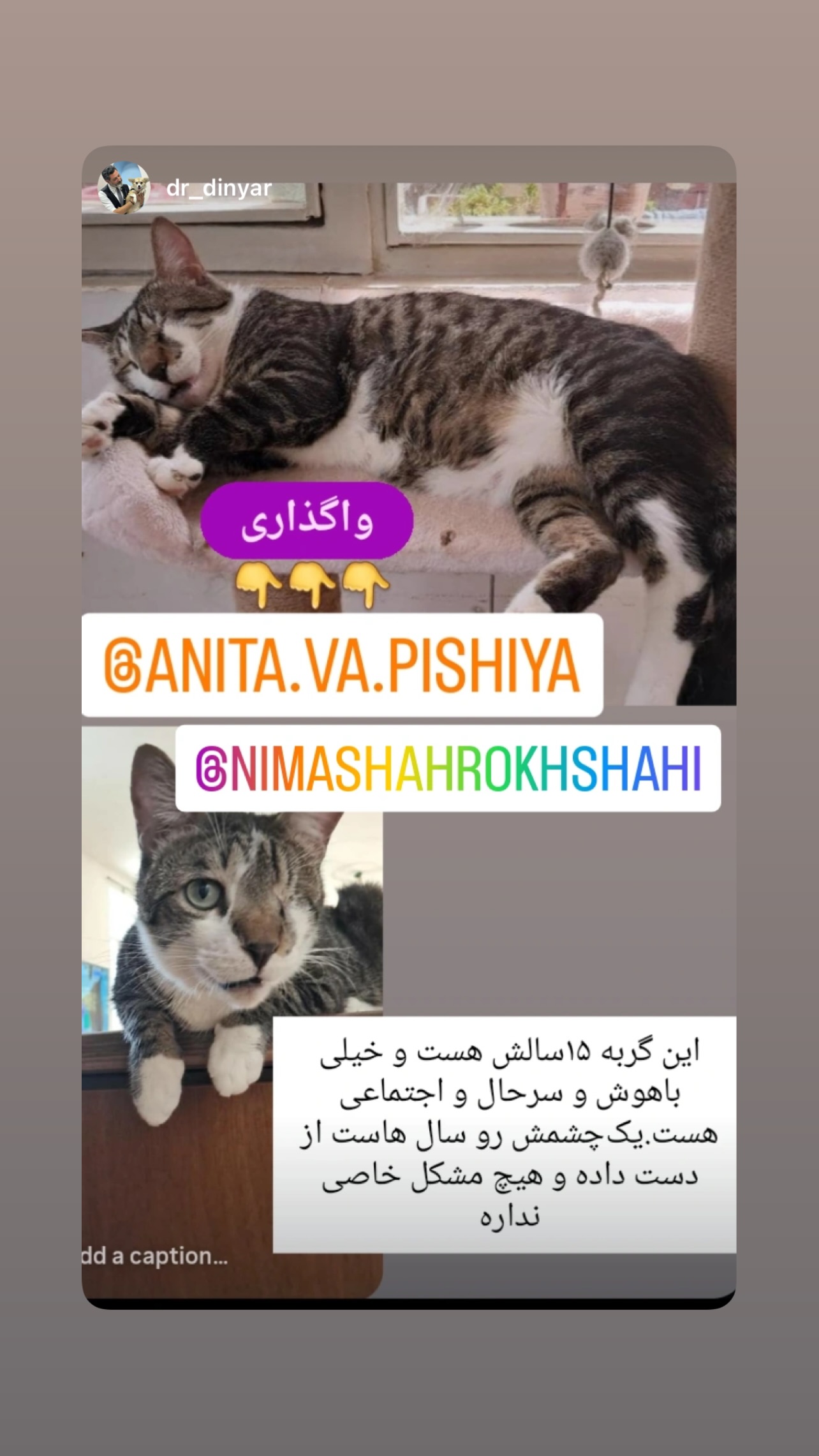  جدید ترین استوری اینستاگرام نیما شاهرخ شاهی