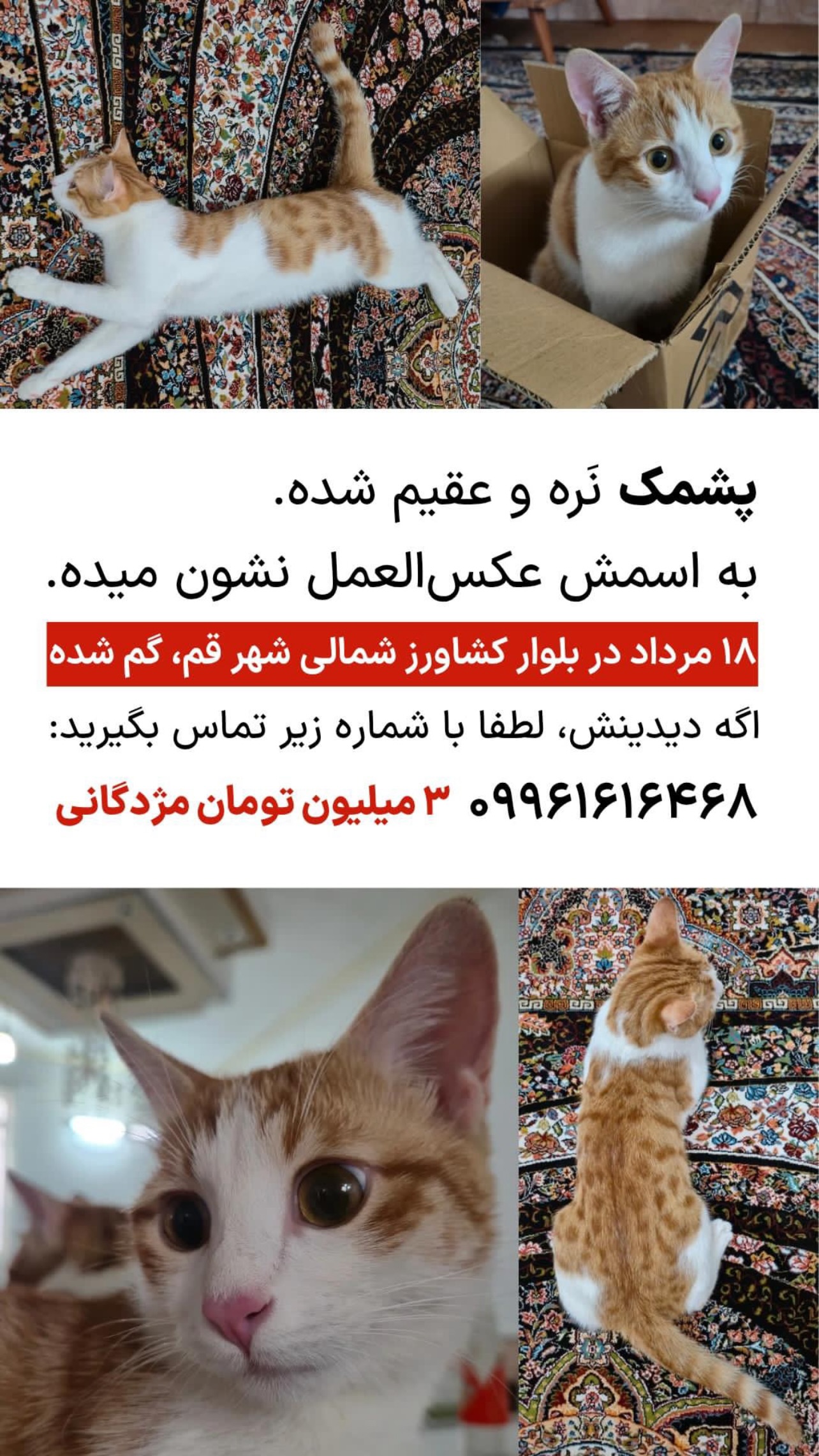  جدید ترین استوری اینستاگرام نیما شاهرخ شاهی