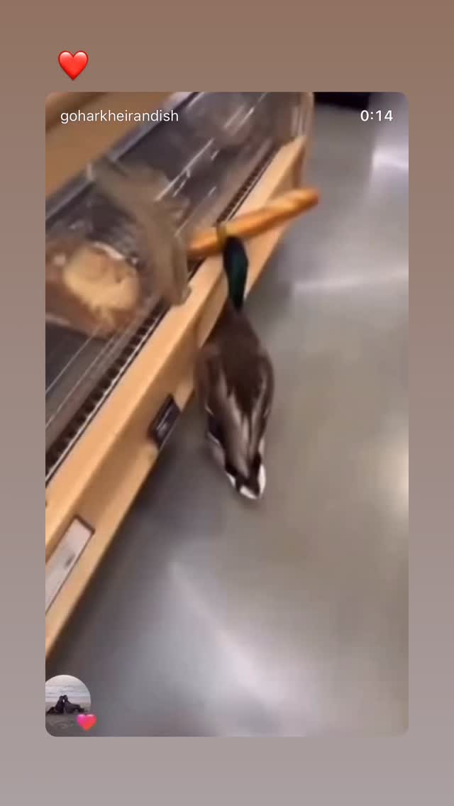  جدید ترین استوری اینستاگرام نیما شاهرخ شاهی