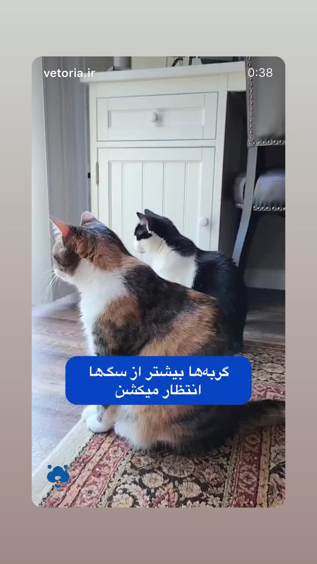  جدید ترین استوری اینستاگرام نیما شاهرخ شاهی