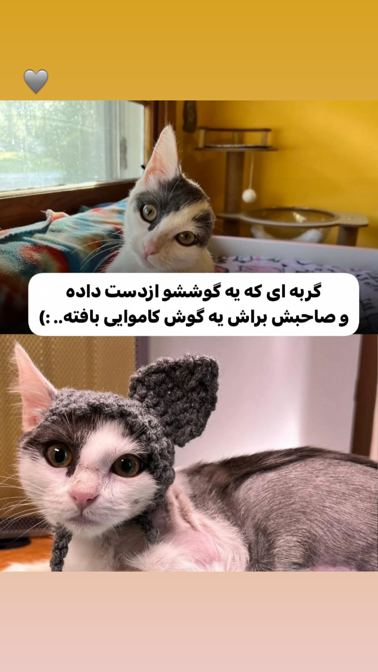  جدید ترین استوری اینستاگرام نیما شاهرخ شاهی
