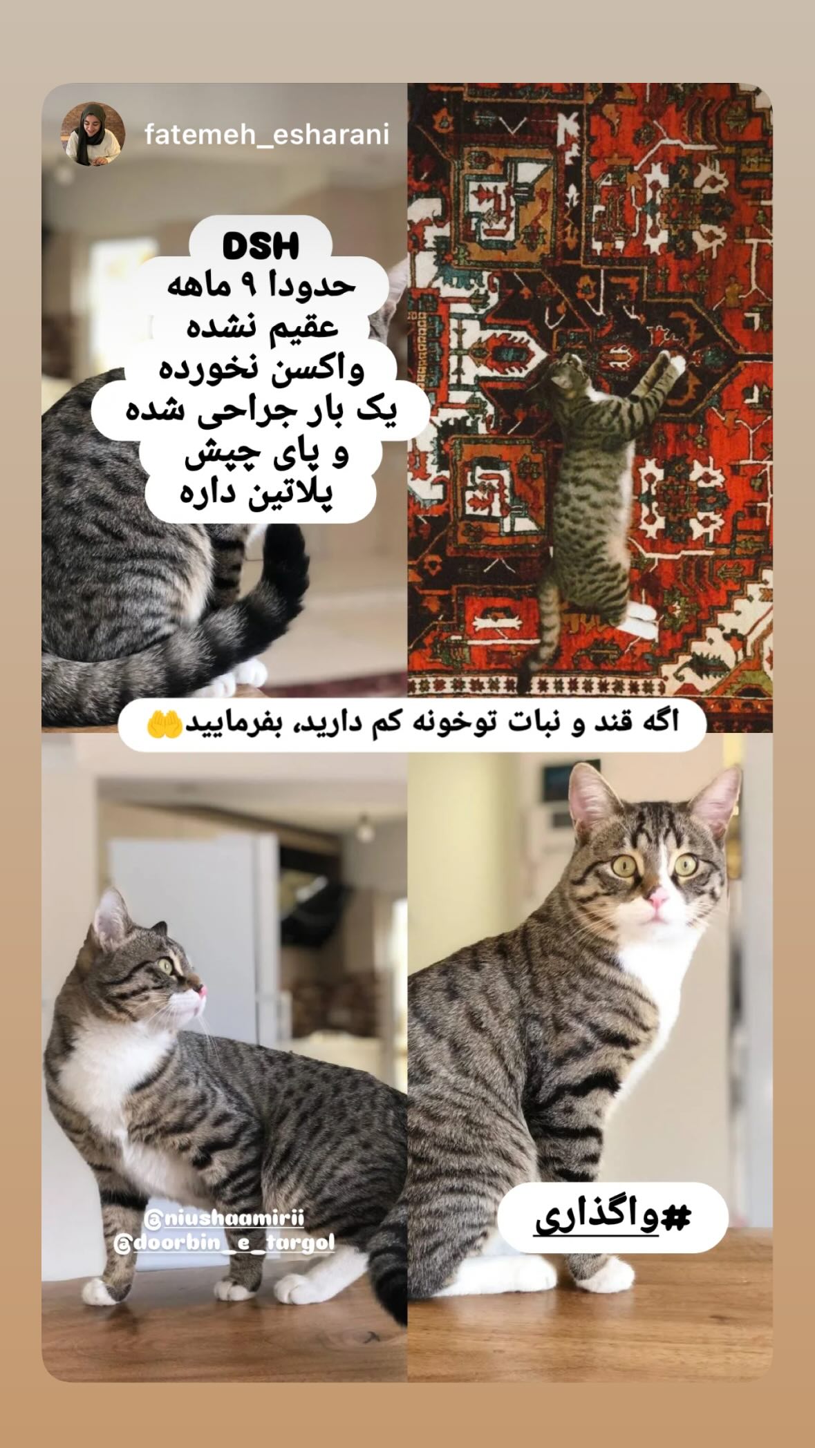  جدید ترین استوری اینستاگرام نیوشا امیری