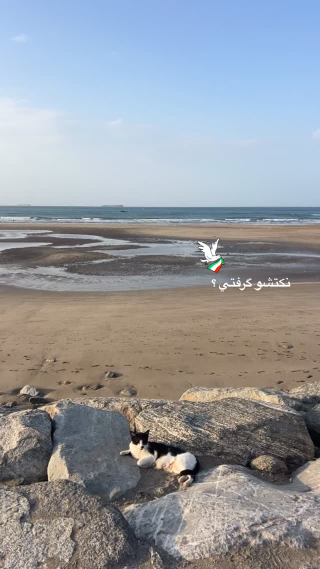  جدید ترین استوری اینستاگرام محسن امیدی