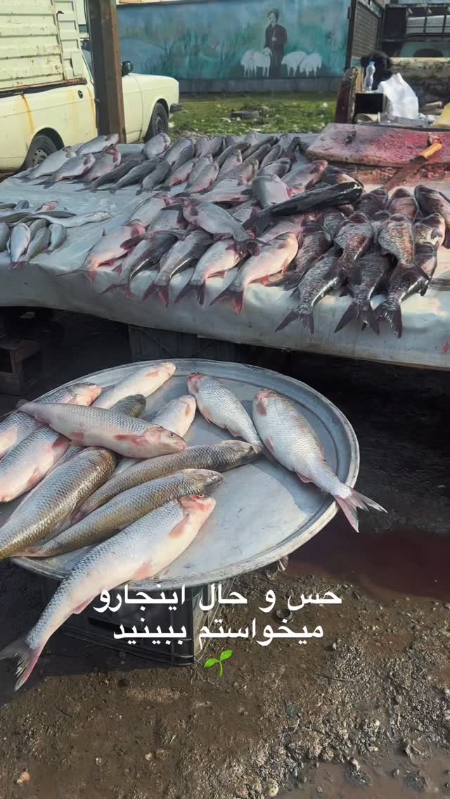  جدید ترین استوری اینستاگرام پانیاز اسدی