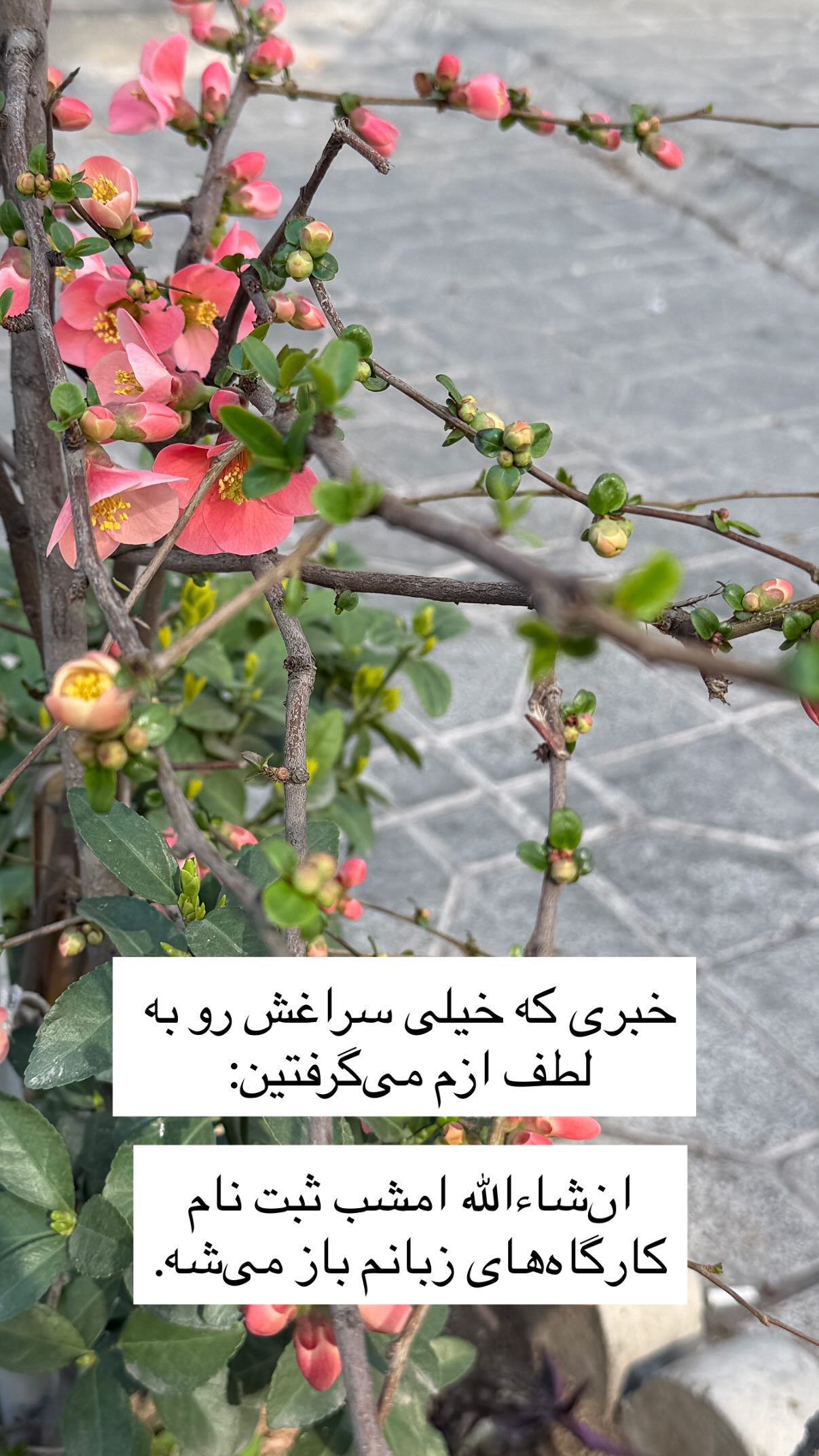  جدید ترین استوری اینستاگرام پرستو علی عسگرنجاد