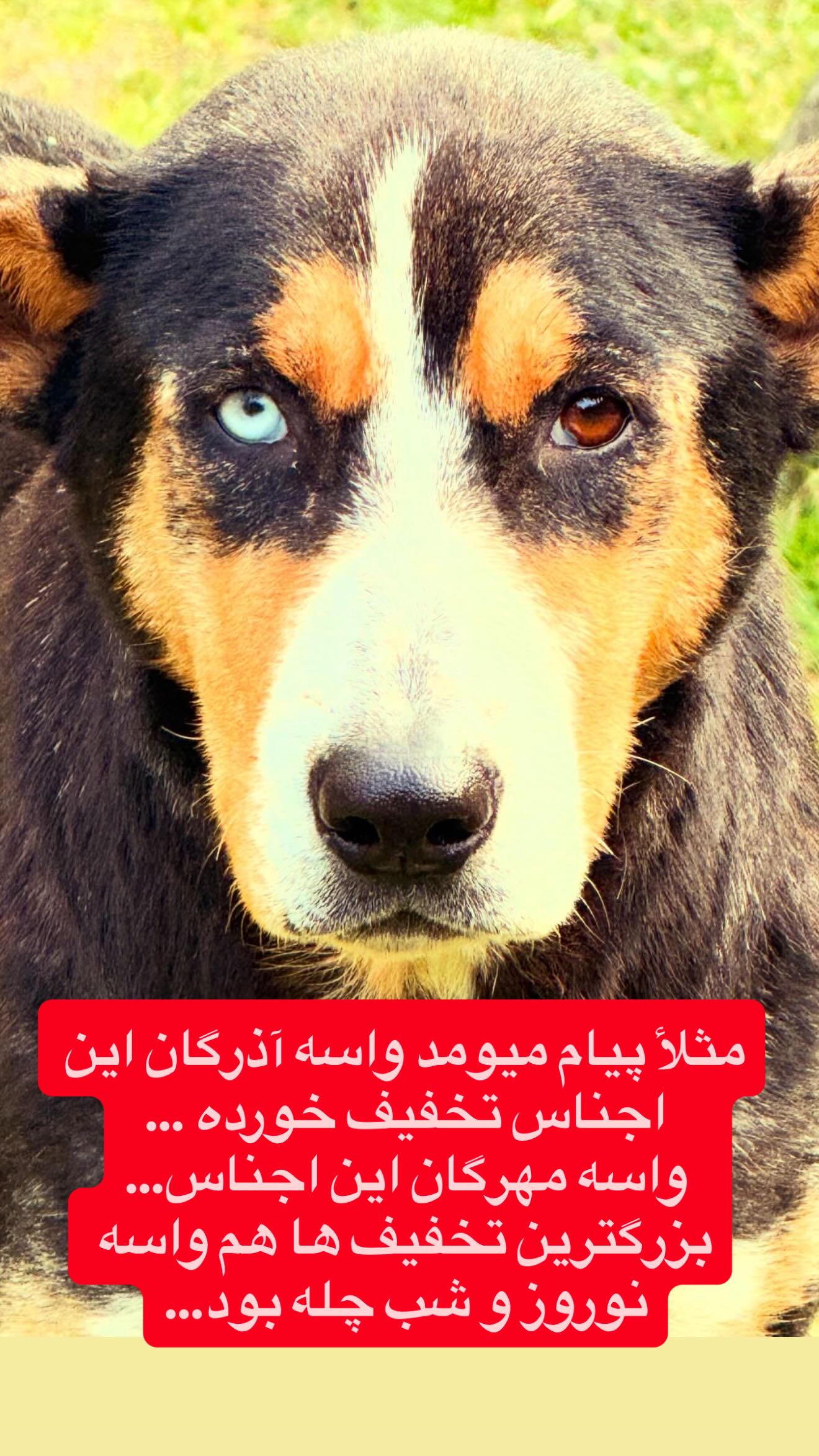  جدید ترین استوری اینستاگرام پرستو زواری