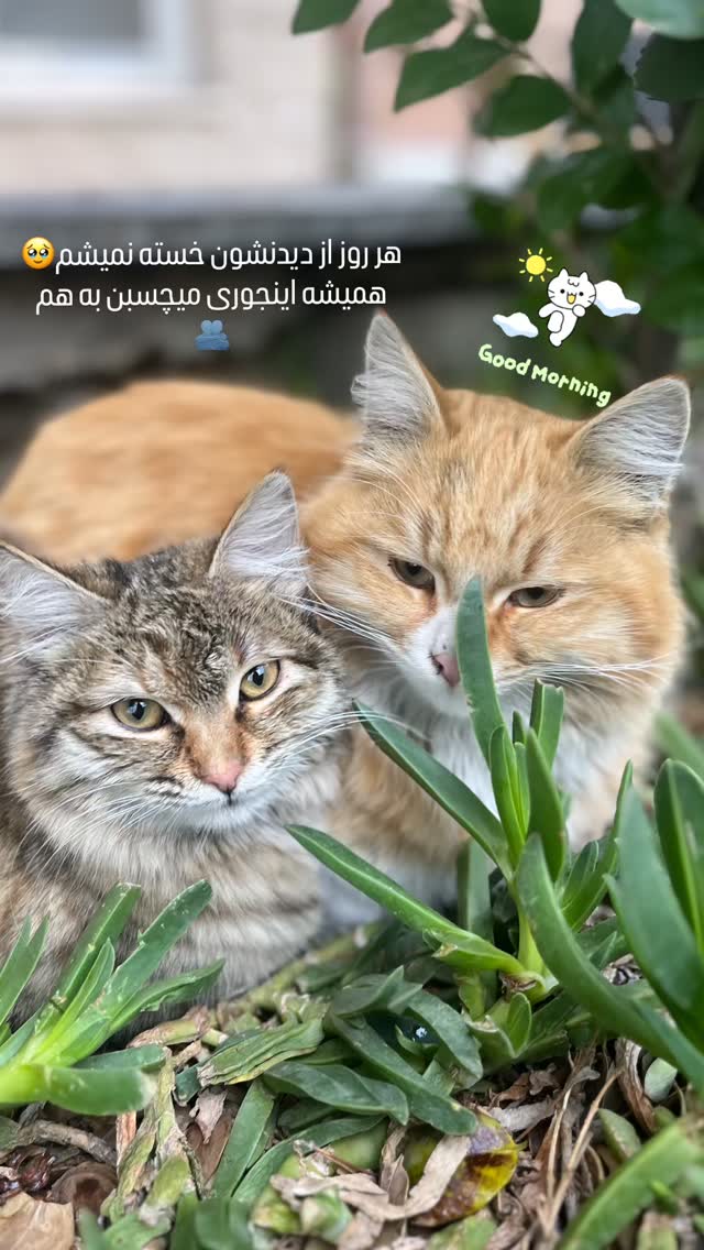  جدید ترین استوری اینستاگرام پریچهر شاهی