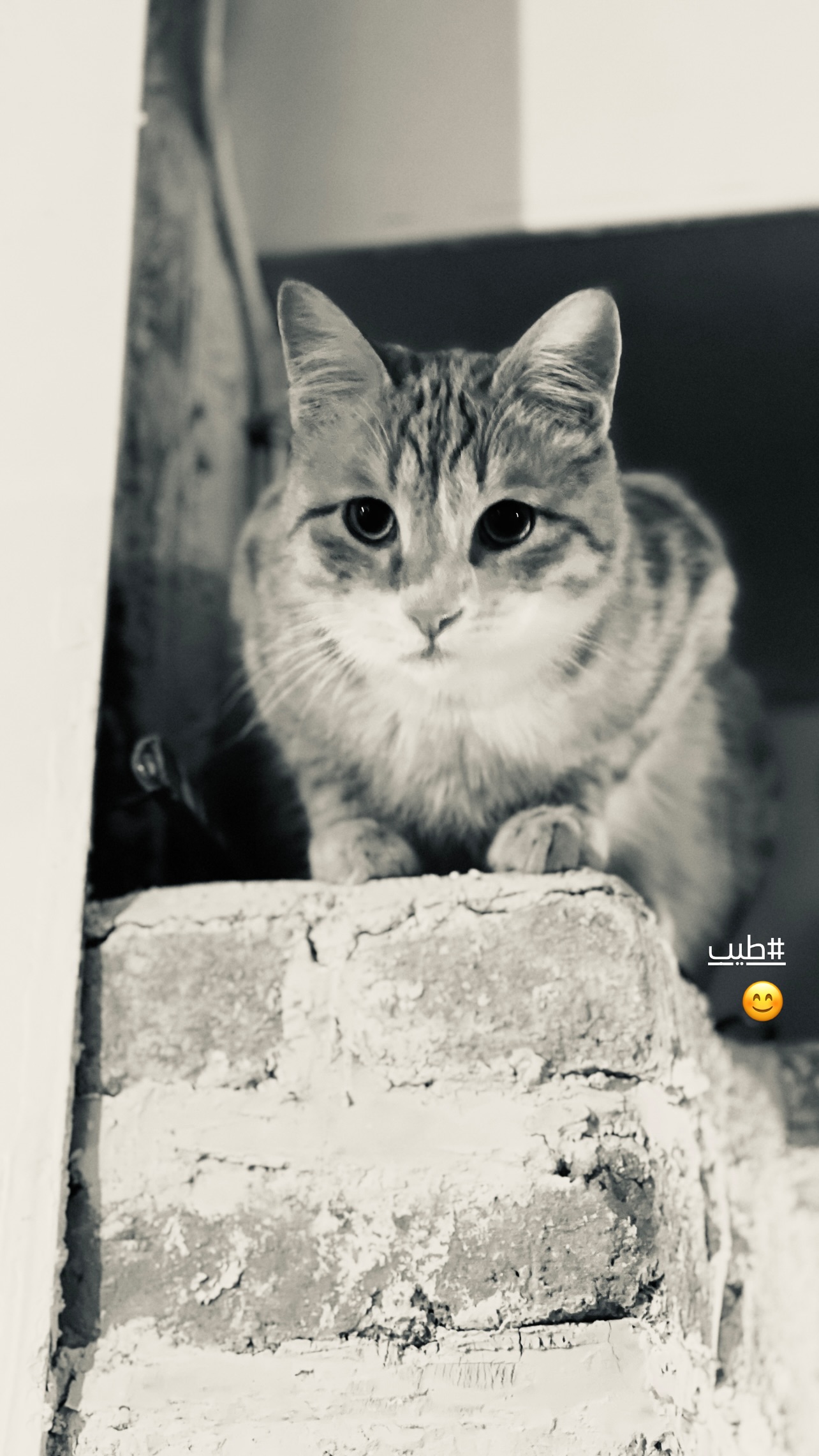  جدید ترین استوری اینستاگرام پریچهر قنبرى