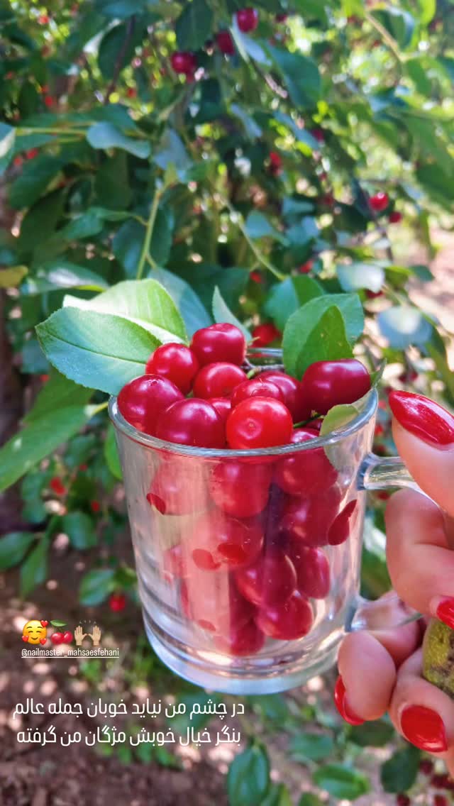  جدید ترین استوری اینستاگرام پریچهر قنبرى