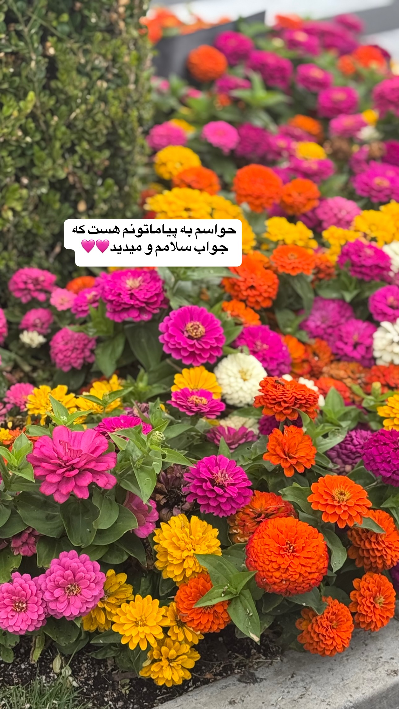  جدید ترین استوری اینستاگرام فرشیده کوچک