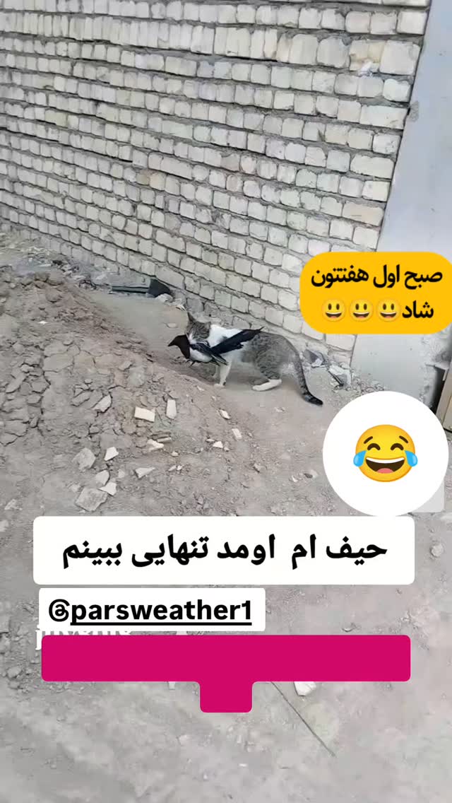  جدید ترین استوری اینستاگرام محمد اصغری