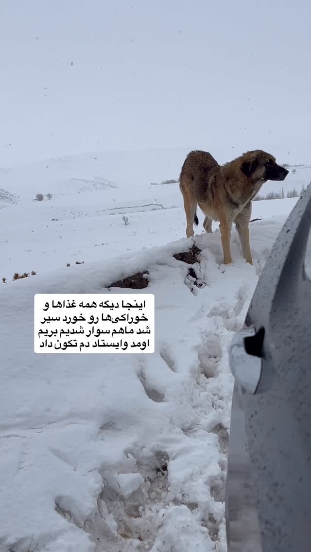  جدید ترین استوری اینستاگرام پروین بااختیار