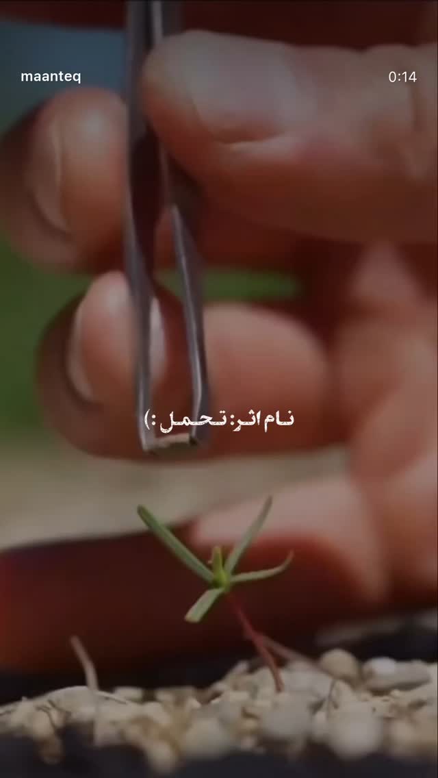  جدید ترین استوری اینستاگرام پدرام پالیز