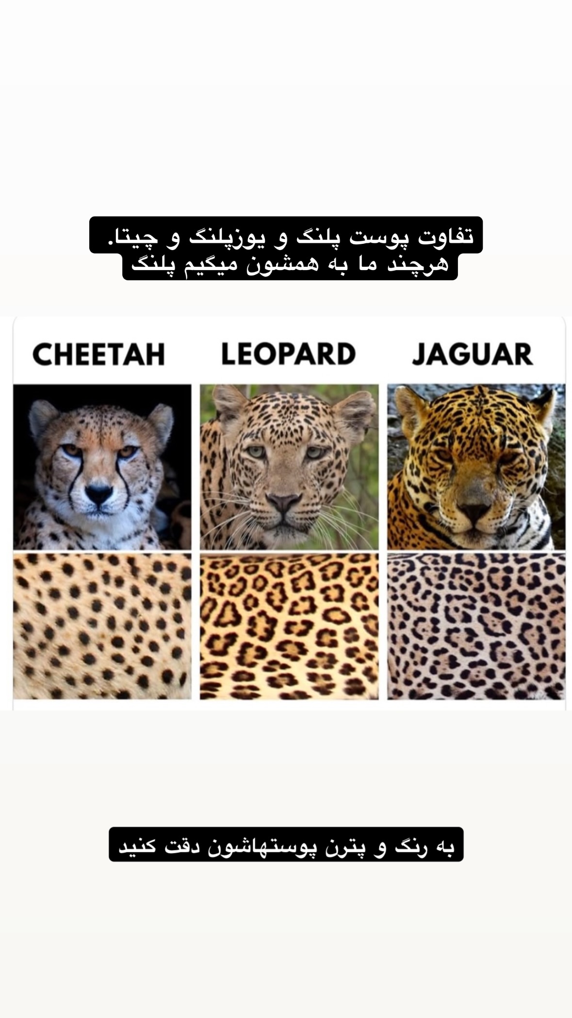  جدید ترین استوری اینستاگرام توحید نجفی