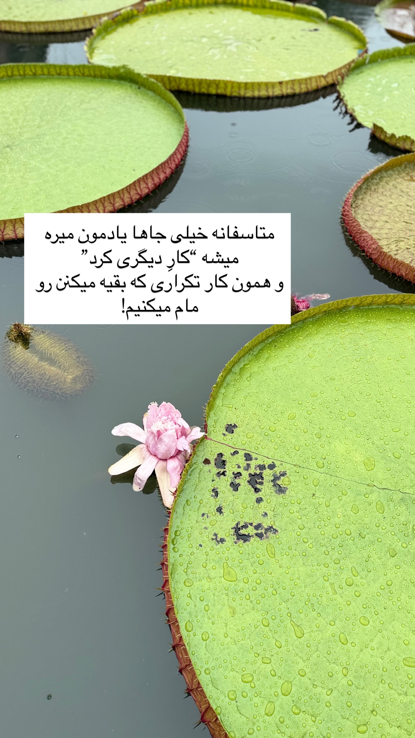  جدید ترین استوری اینستاگرام رهای