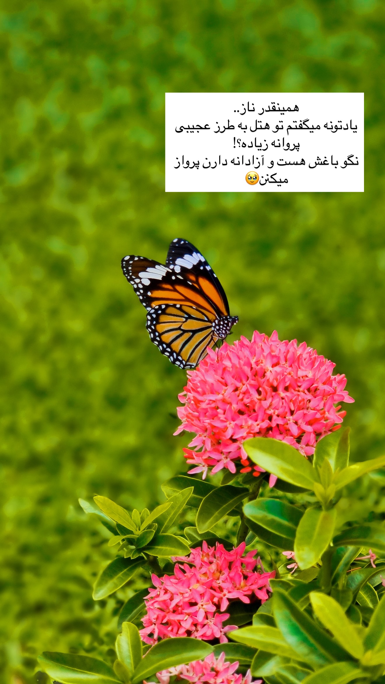  جدید ترین استوری اینستاگرام رهای