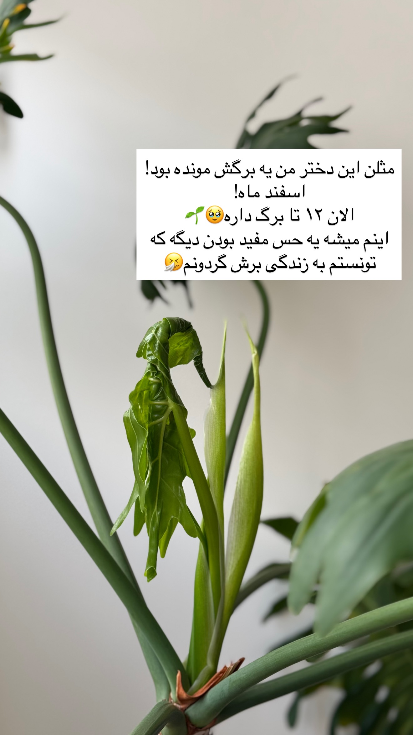  جدید ترین استوری اینستاگرام رهای