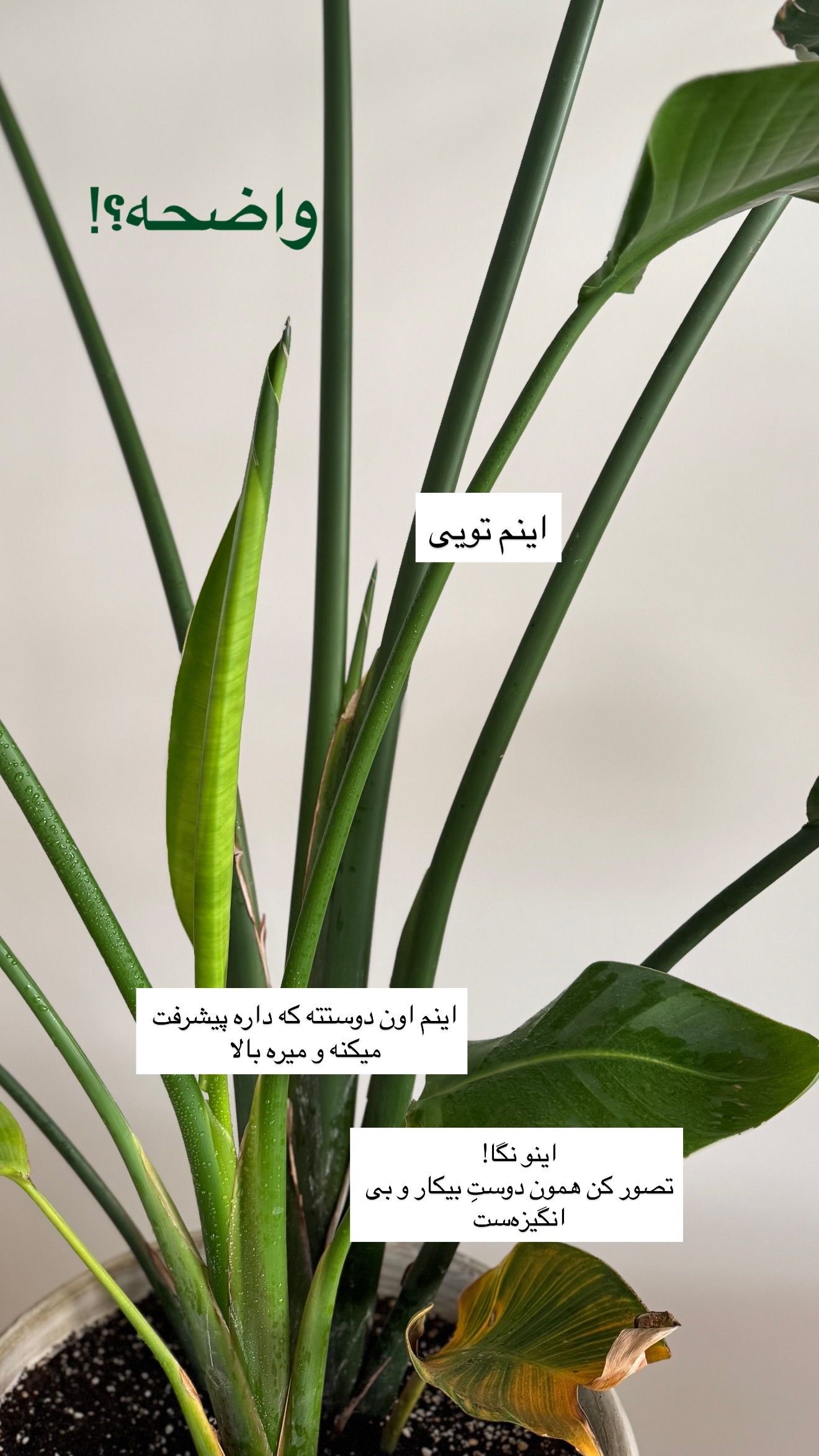  جدید ترین استوری اینستاگرام رهای