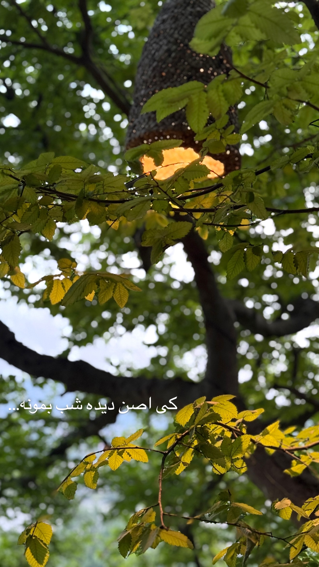  جدید ترین استوری اینستاگرام رهای
