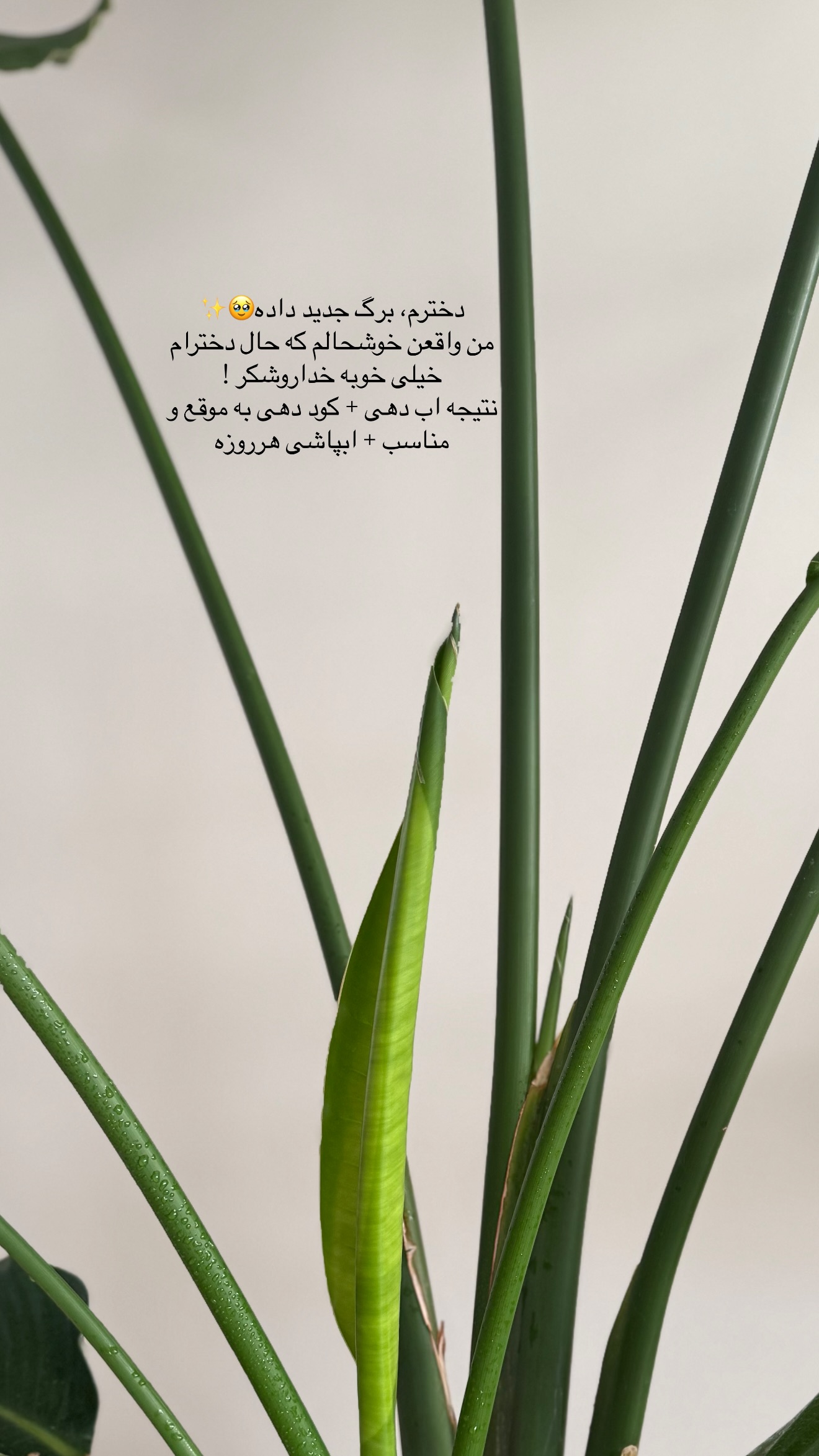  جدید ترین استوری اینستاگرام رهای