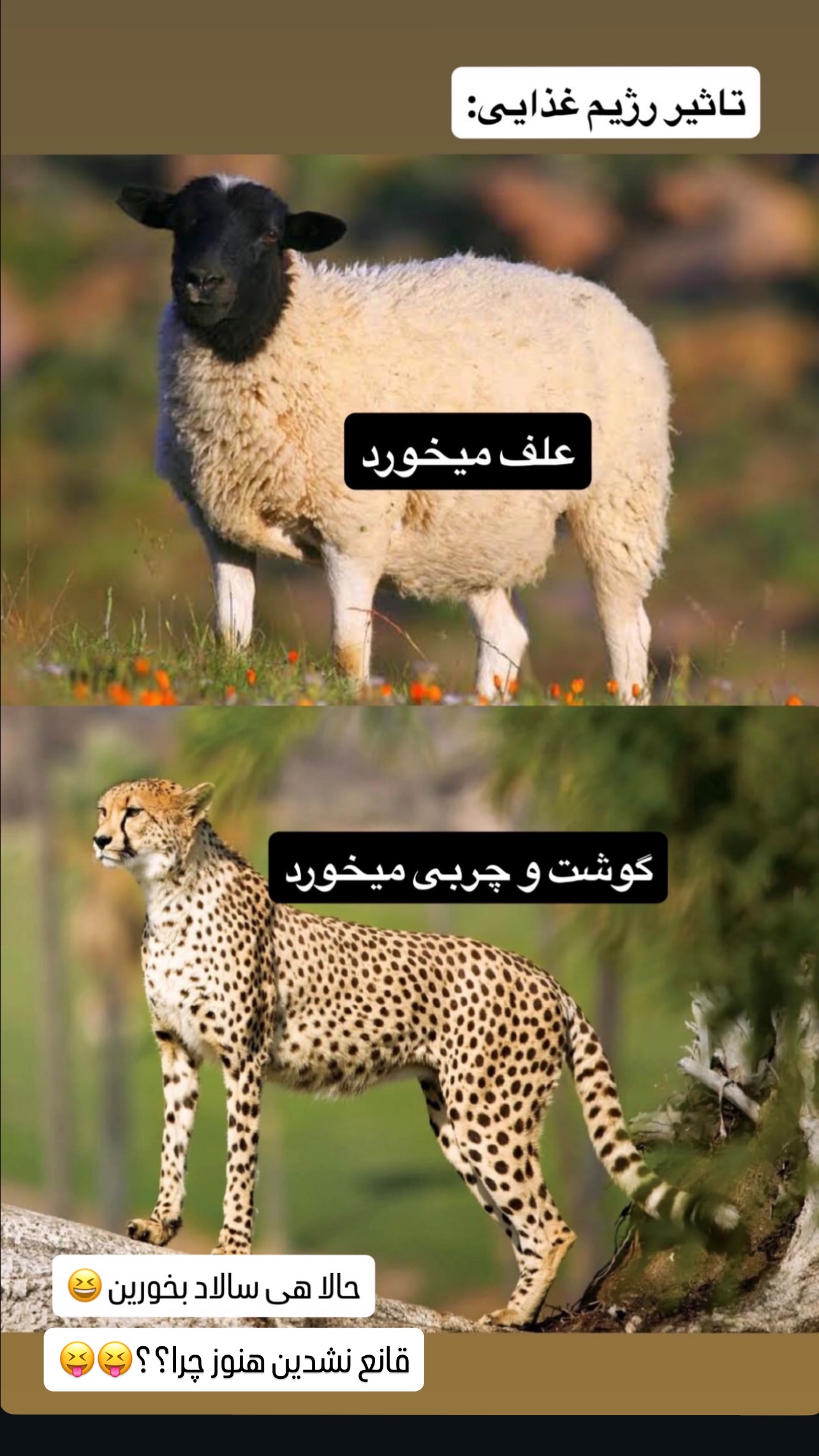  جدید ترین استوری اینستاگرام عاطفه عزیزی