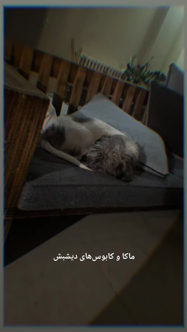  جدید ترین استوری اینستاگرام نیلوفر رجایی فر