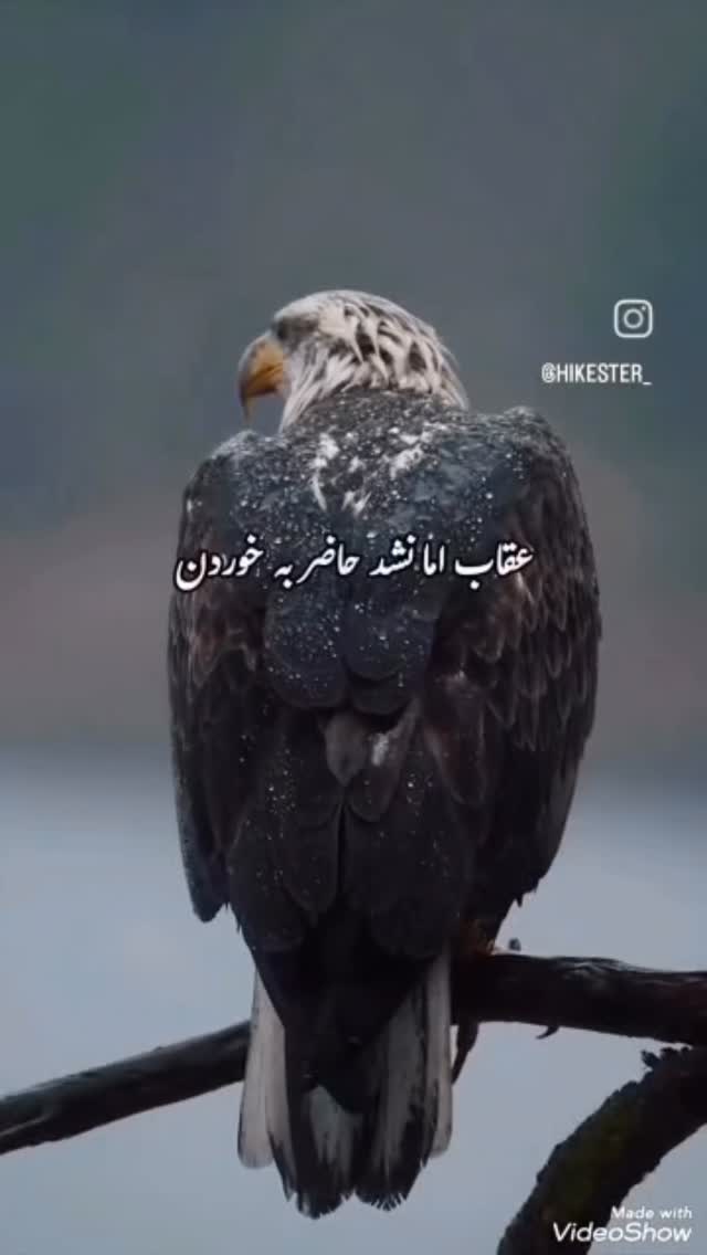  جدید ترین استوری اینستاگرام رسول خطیبی