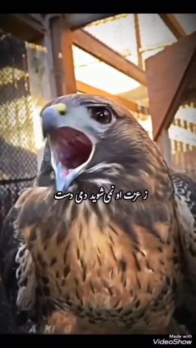  جدید ترین استوری اینستاگرام رسول خطیبی