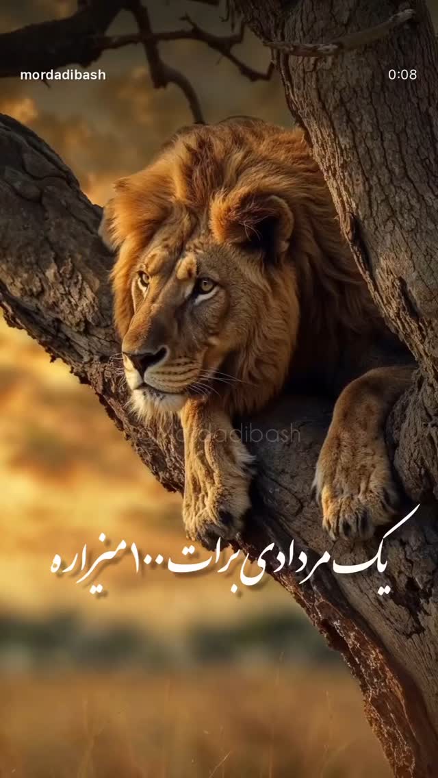  جدید ترین استوری اینستاگرام رضا صادقی