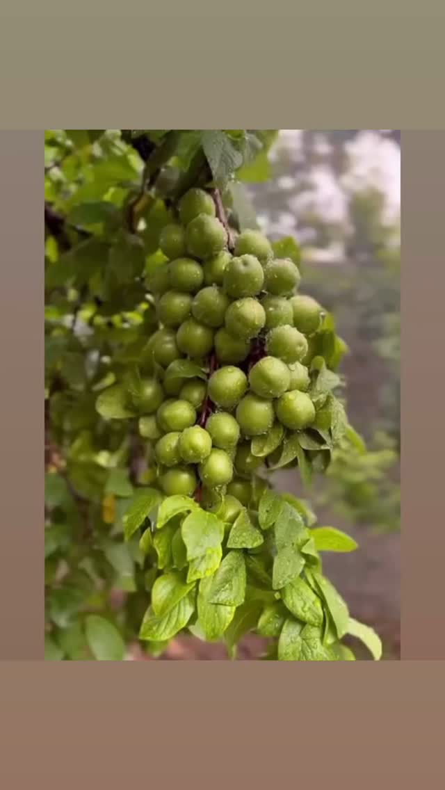  جدید ترین استوری اینستاگرام رضا توکلی