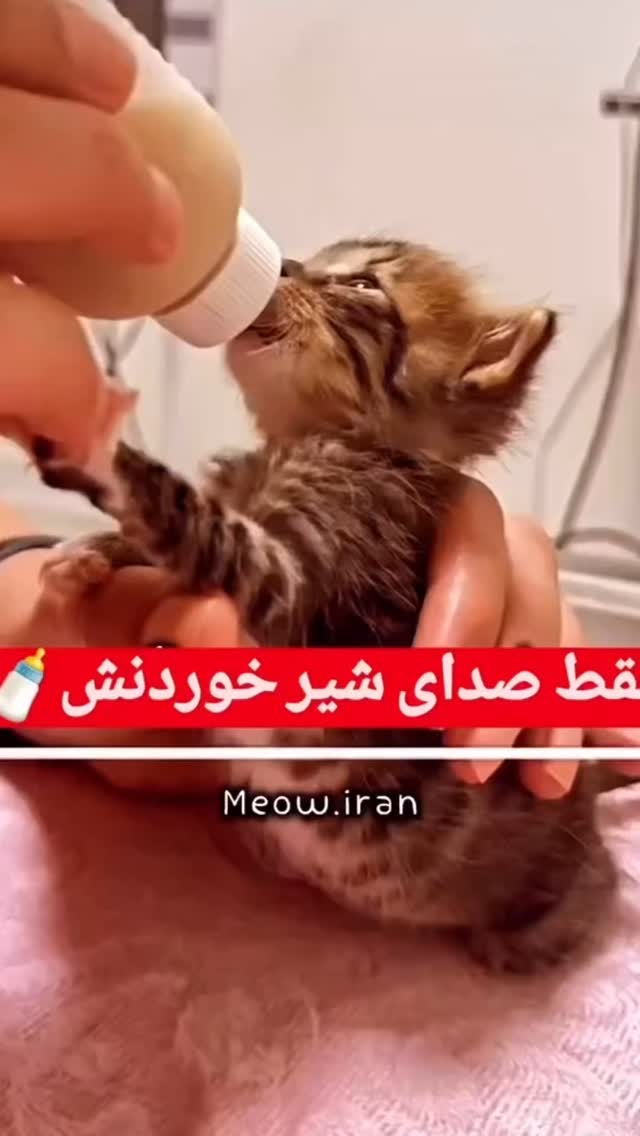  جدید ترین استوری اینستاگرام رضا توکلی