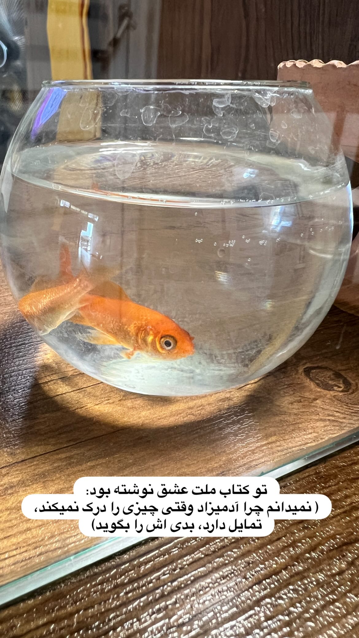  جدید ترین استوری اینستاگرام ریحانه نجاد
