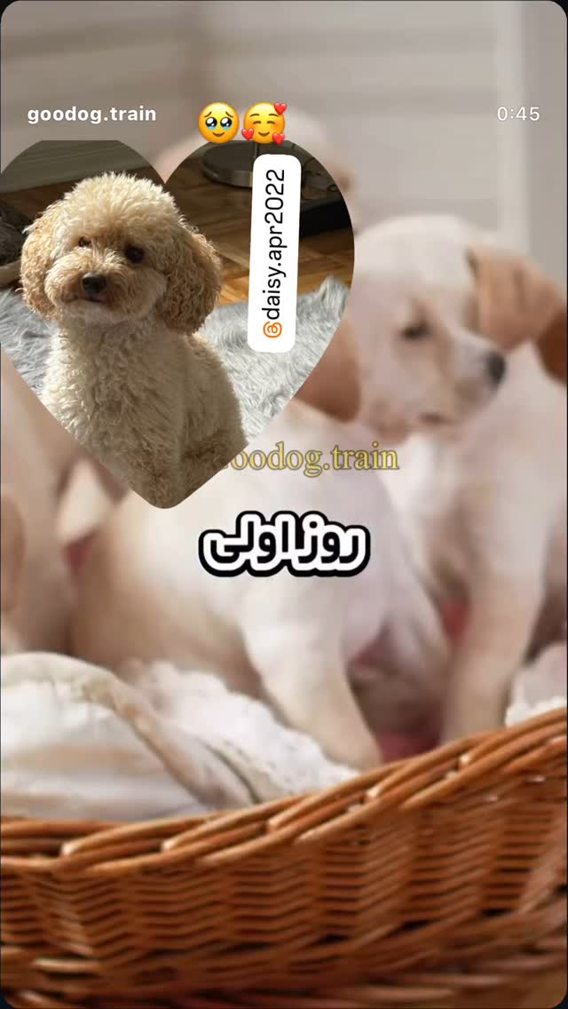  جدید ترین استوری اینستاگرام روشنک عجمیان