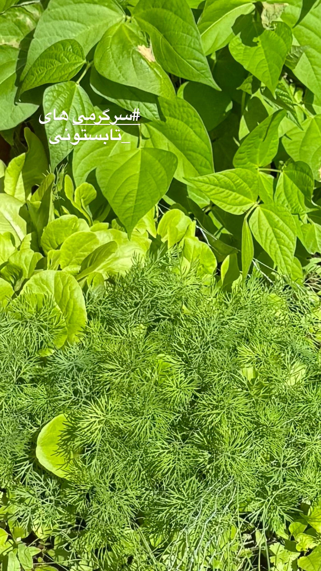  جدید ترین استوری اینستاگرام روشنک عجمیان