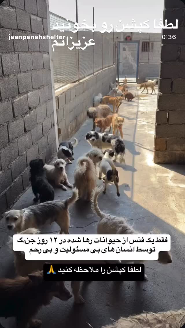  جدید ترین استوری اینستاگرام روشنک عجمیان