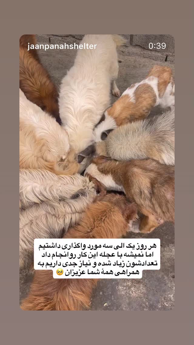  جدید ترین استوری اینستاگرام روشنک عجمیان