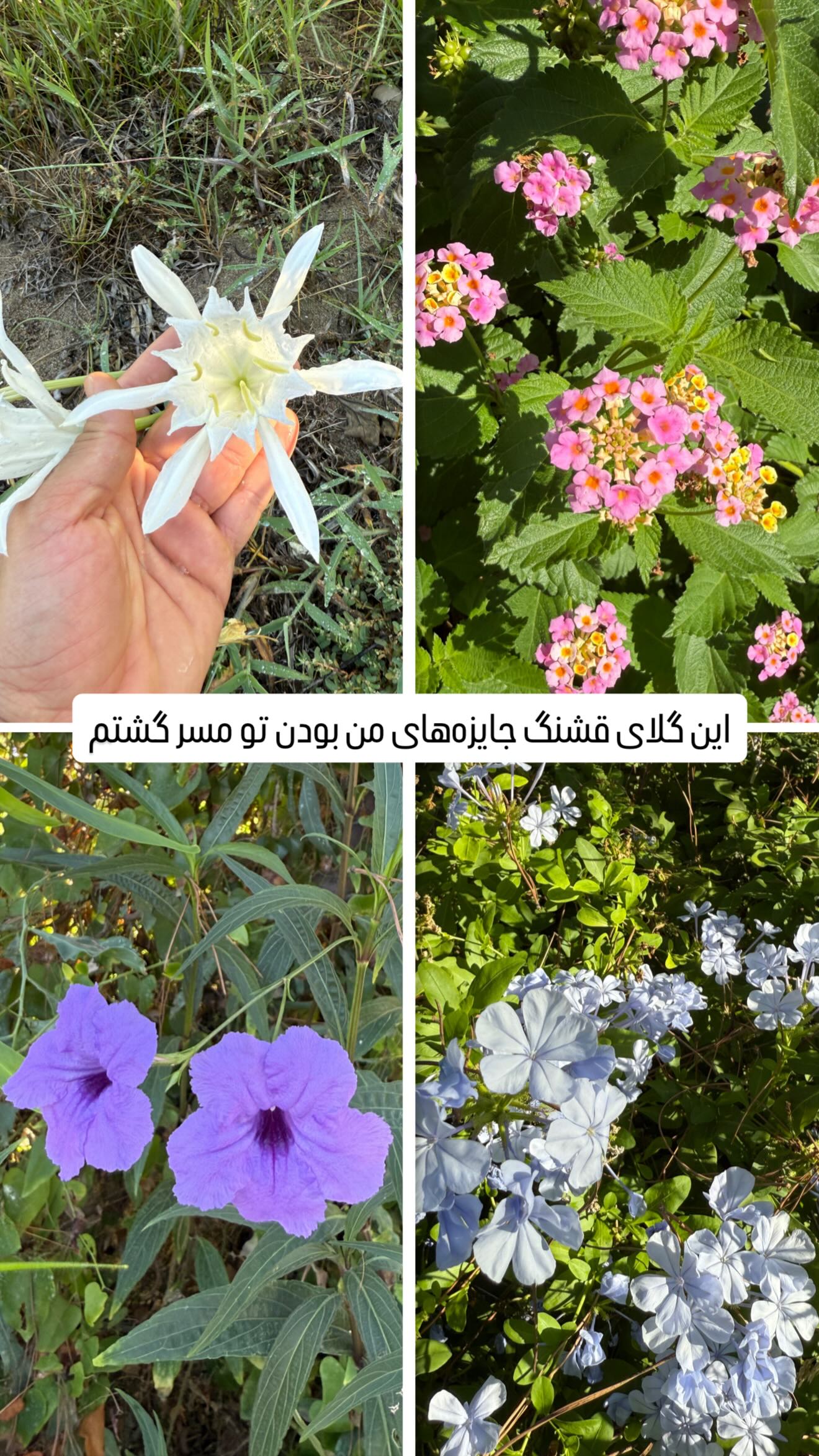  جدید ترین استوری اینستاگرام سروش صلواتیان