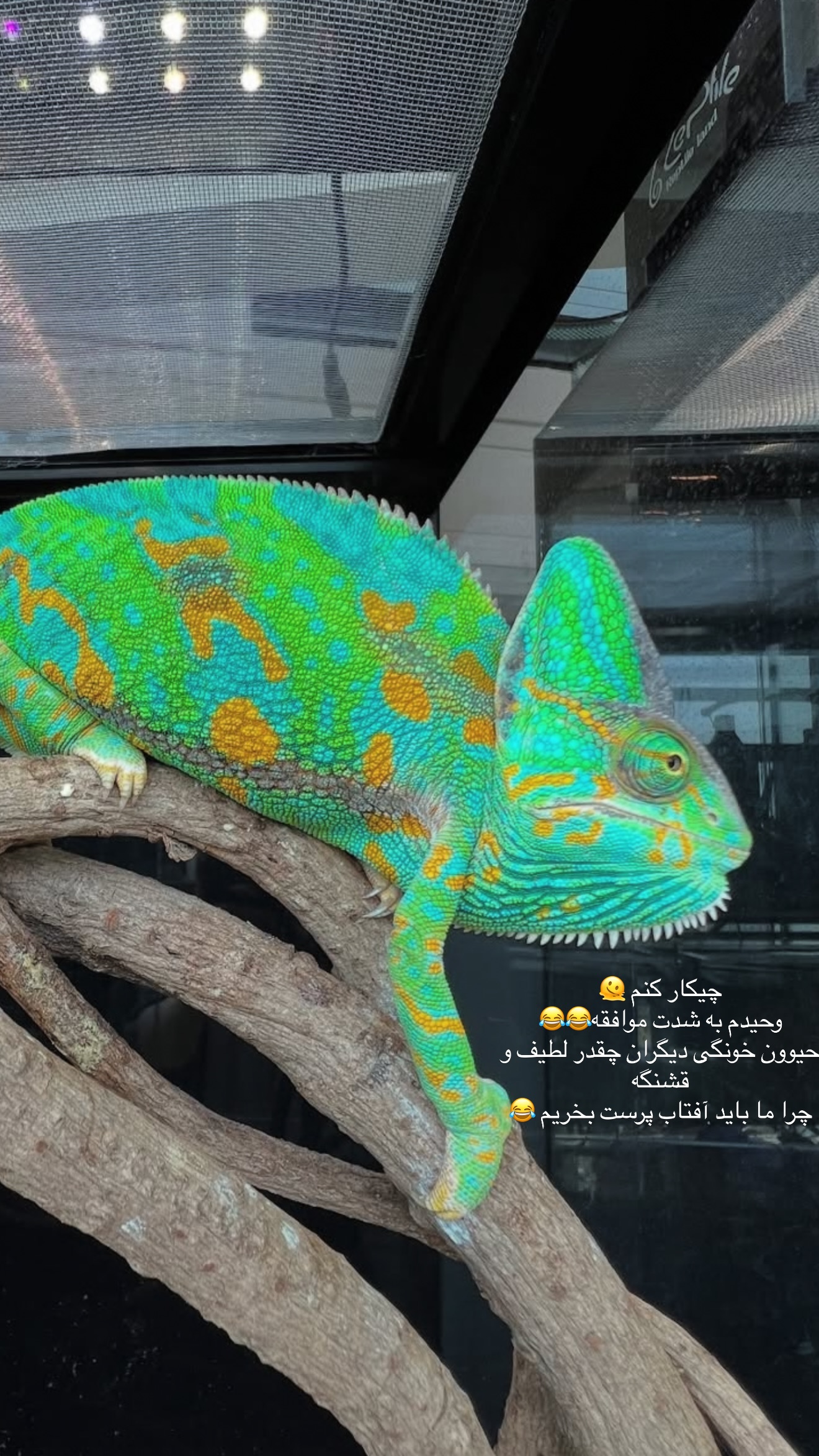  جدید ترین استوری اینستاگرام صبا مرشدی