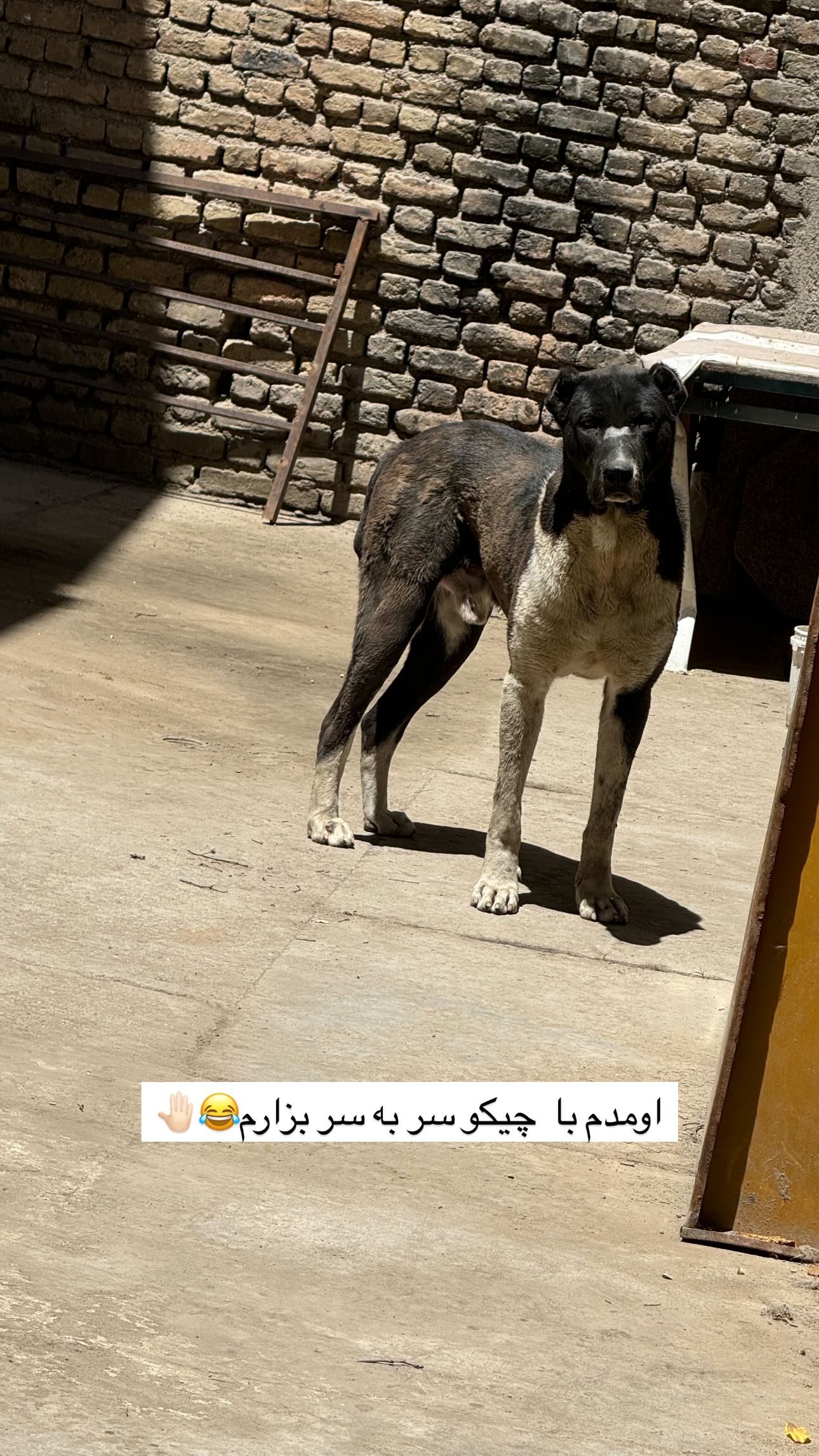  جدید ترین استوری اینستاگرام زینب سادات نوفرستی