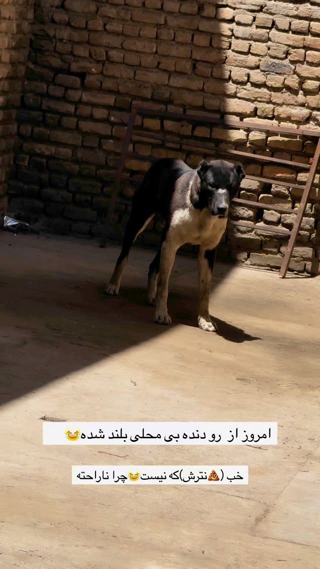  جدید ترین استوری اینستاگرام زینب سادات نوفرستی